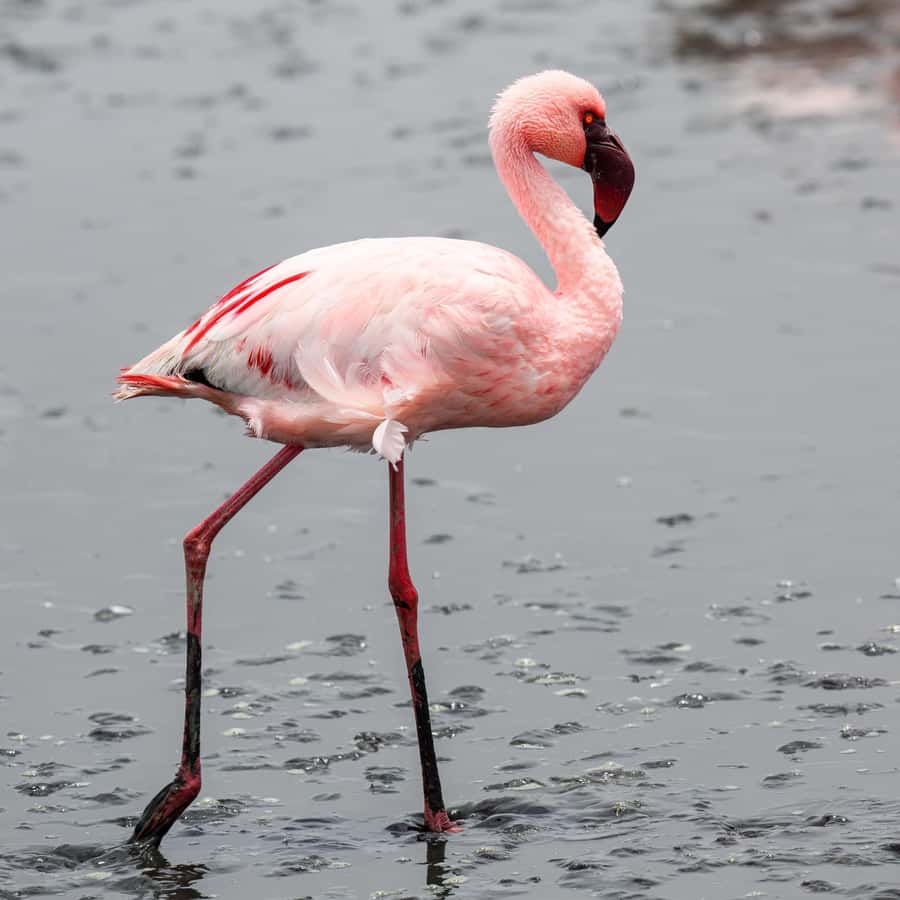 Walvis Bay: Sandwich Harbour Half-Day 4x4 Scenic Excursion - Sandwich Harbour: the Namib Dunes meet the Atlantic Ocean