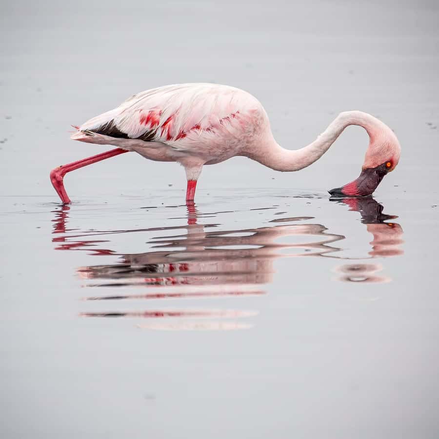 Walvis Bay: Sandwich Harbour Half-Day 4x4 Scenic Excursion - Kuiseb River Delta finish: the dry riverbed where spotting becomes a bonus