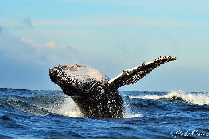 Whale, Dolphin & Penguin Island Cruise - Key highlights worth your morning