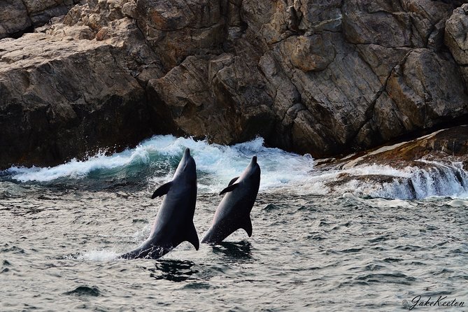 Whale, Dolphin & Penguin Island Cruise - Sailing out of Port Elizabeth at 8:00 am on a catamaran