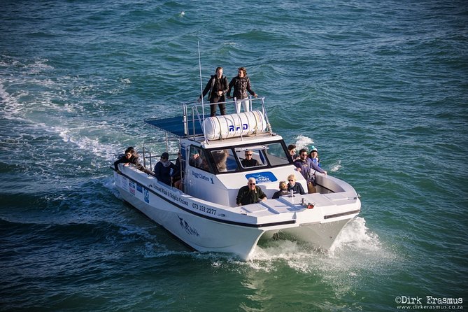 Whale, Dolphin & Penguin Island Cruise - St. Croix Island: the endangered African penguin moment