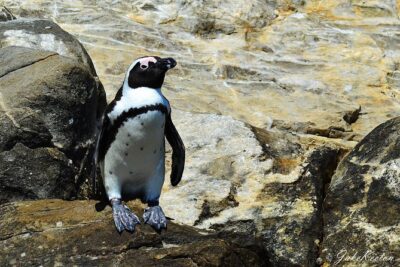 Whale, Dolphin & Penguin Island Cruise - Dolphin spotting that actually gets you time with the animals