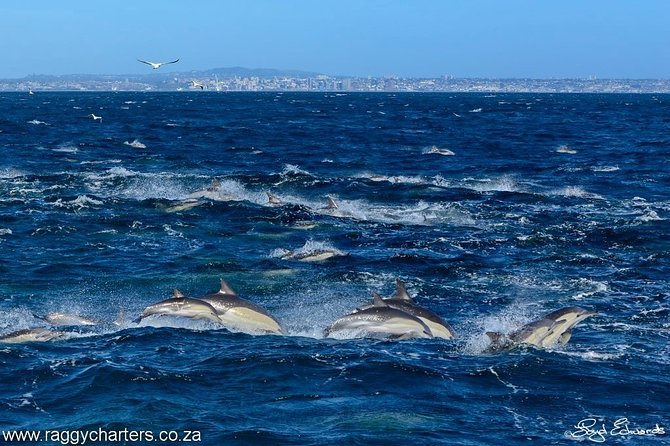 Whale, Dolphin & Penguin Island Cruise - Safety, comfort, and why small groups change the whole experience