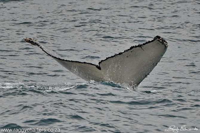 Whale, Dolphin & Penguin Island Cruise - Conservation messaging: hearing why this trip matters