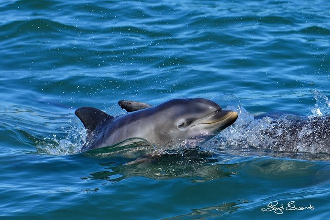 Whale, Dolphin & Penguin Island Cruise - Price and value: is $185.19 a fair deal for 4 hours?