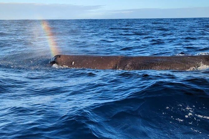 Whale Dream ltd - Whales watching and swim with dolphins - Key Things I’d Lock In Before Booking