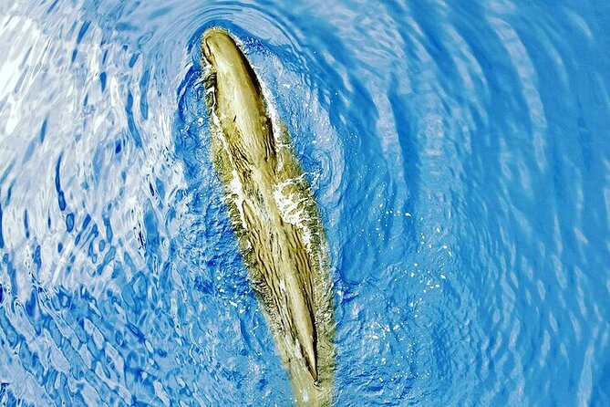 Whale Dream ltd - Whales watching and swim with dolphins - Meeting at the Yacht Club: timing, vibe, and what to bring