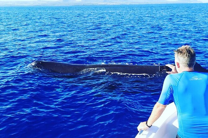 Whale Dream ltd - Whales watching and swim with dolphins - Swimming with dolphins and snorkeling setup on board