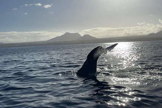 Whale Dream ltd - Whales watching and swim with dolphins - Ethics at sea: distance, rules, and why it changes the trip