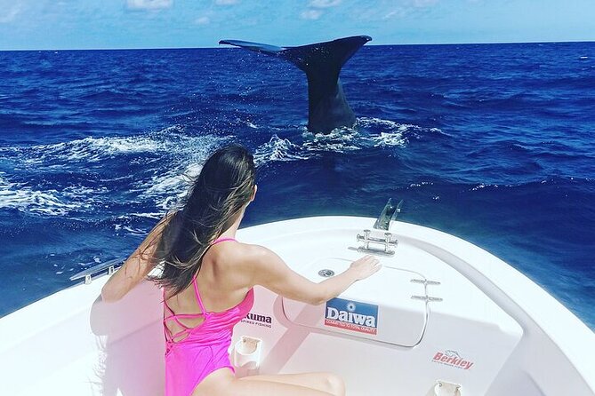 Whale Dream ltd - Whales watching and swim with dolphins - Price and value: is $741.51 for up to 4 a fair deal?