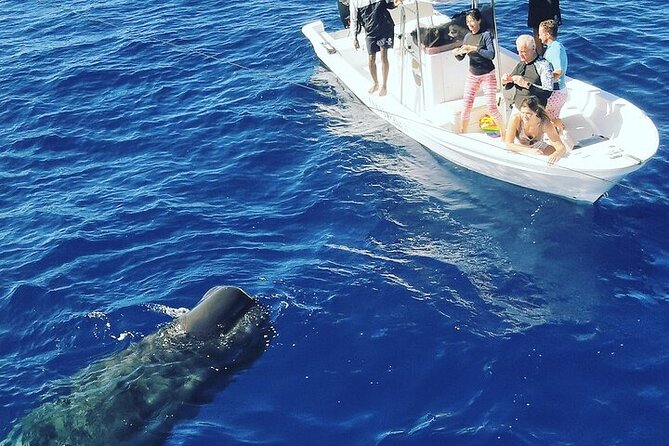 Whale Dream ltd - Whales watching and swim with dolphins - Practical booking checklist for a smooth morning