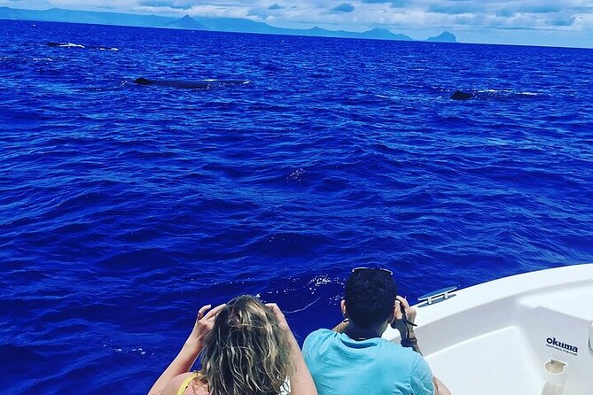 Whale Dream ltd - Whales watching and swim with dolphins - The sea safari plan: whales first, dolphins second (if it works)