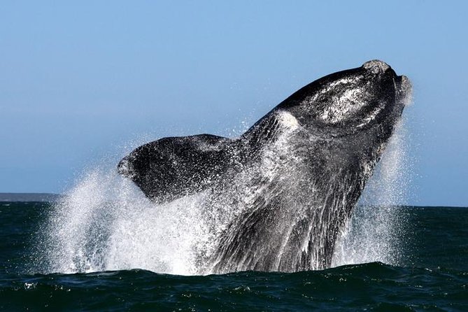 Whale Watching from Gansbaai - Key things to know before you go