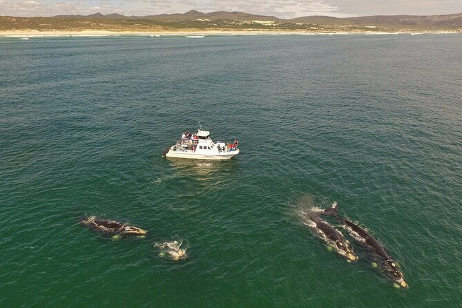 Whale Watching from Gansbaai - Gansbaai’s whale zone: why this part of the coast works