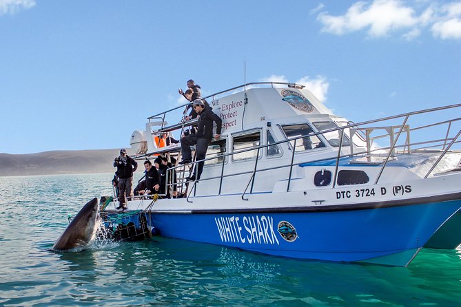Whale Watching from Gansbaai - The boat and guide setup: the difference between chaos and control