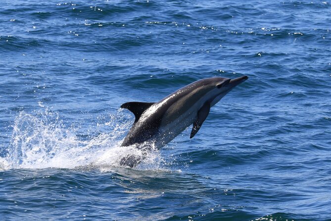 Whale Watching from Gansbaai - What to bring for a two-hour cruise in the Western Cape