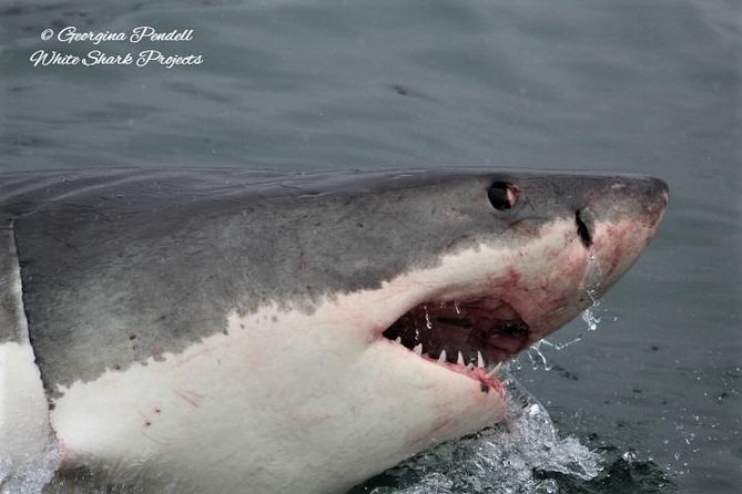 Whale Watching from Gansbaai - Timing tips: why calm seas matter more than you think