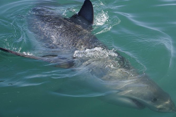 Whale Watching from Gansbaai - Price and value: does $112.15 make sense here?