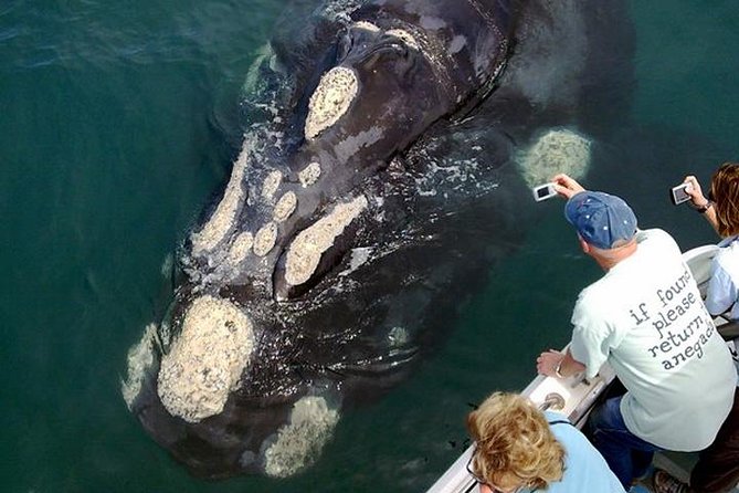 Whale Watching from Gansbaai - Cruising to the De Keldar cliffs: what happens during the whale hunt