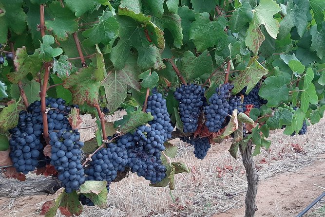 Wine Tour to Stellenbosch & Franschhoek with Tastings & Lunch - Who This Tour Fits Best (And Who Might Want a Different Style)