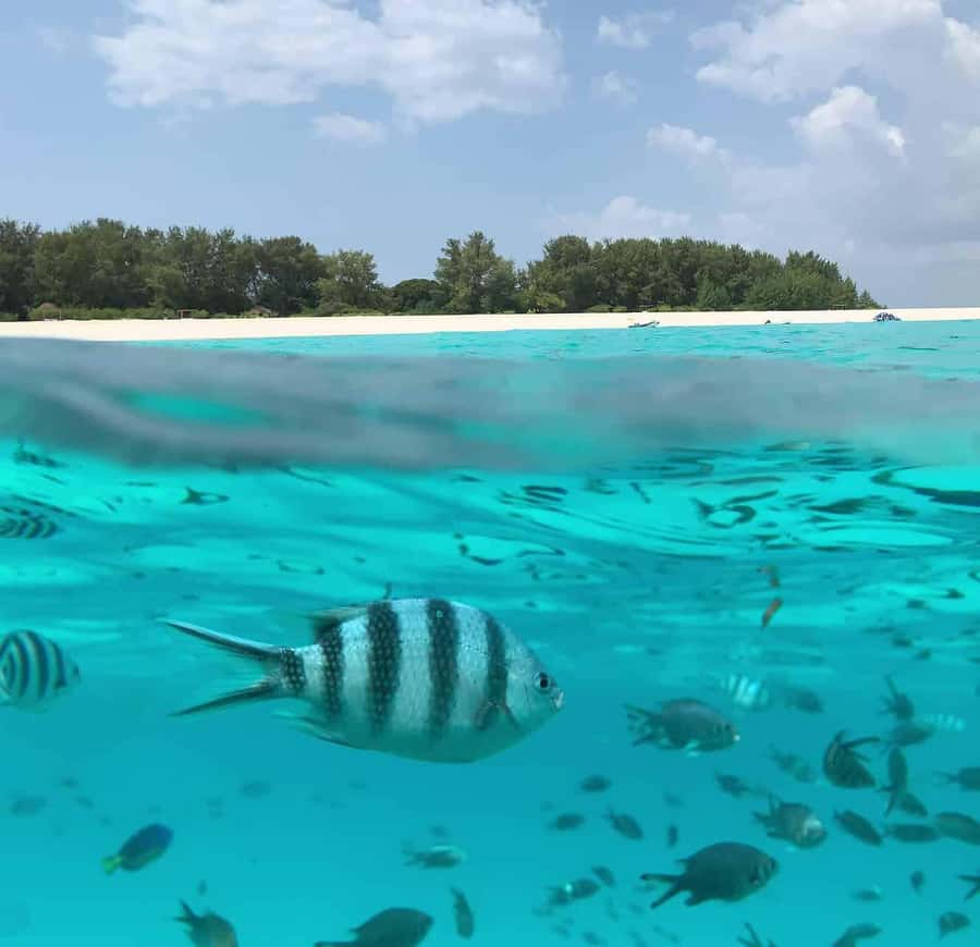 Zanzibar: Mnemba Island Dolphin and Snorkeling Tour - Why Mnemba works so well for a half-day ocean reset