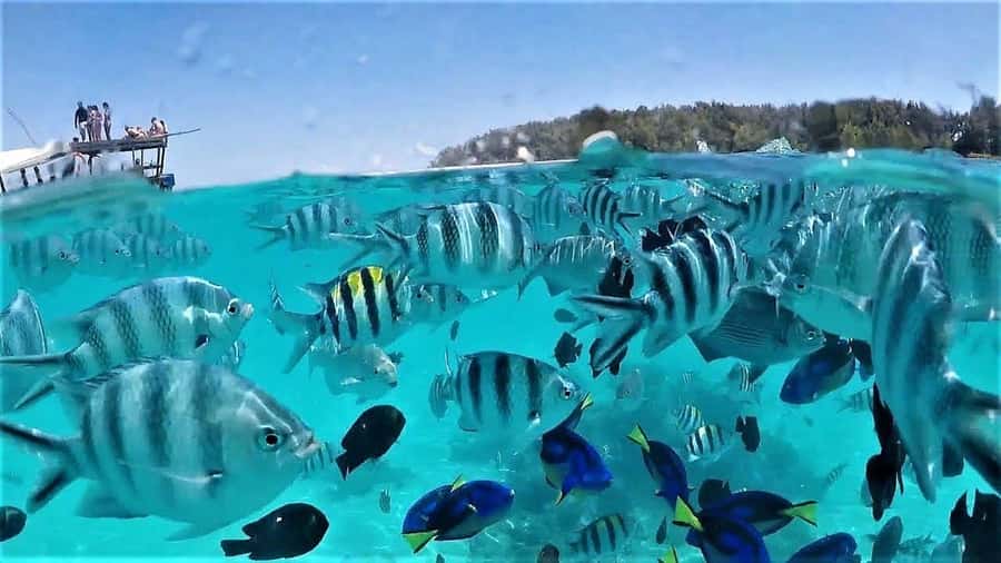 Zanzibar: Mnemba Island Dolphin and Snorkeling Tour - The dolphin spotting and swimming window: thrilling, but not guaranteed the same way every time