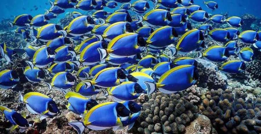 Zanzibar: Prison Island & Nakupenda Sandbank Tour with Lunch - Who This Tour Suits (and Who Might Want a Different Plan)