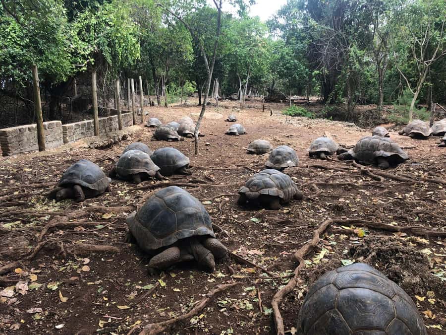 Zanzibar: Prison Island, Stone Town, & Spice Farm Tour - The Day at a Glance: Stone Town, Changuu, Spice Farm
