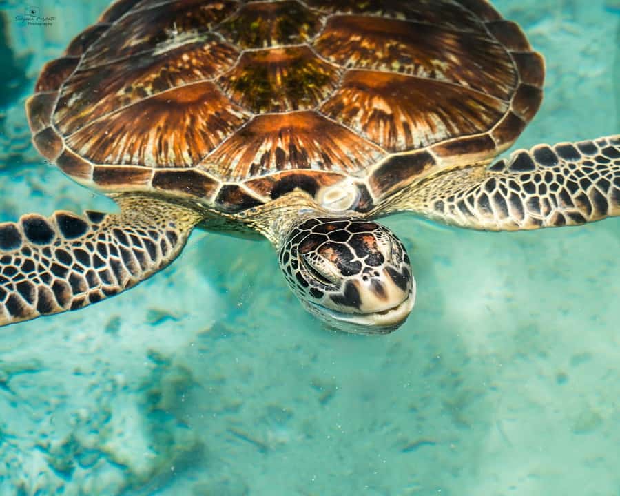 Zanzibar: Sea Turtle Swim at Salam Cave in Kizimkazi Village - Why Salaam Cave in Kizimkazi feels different