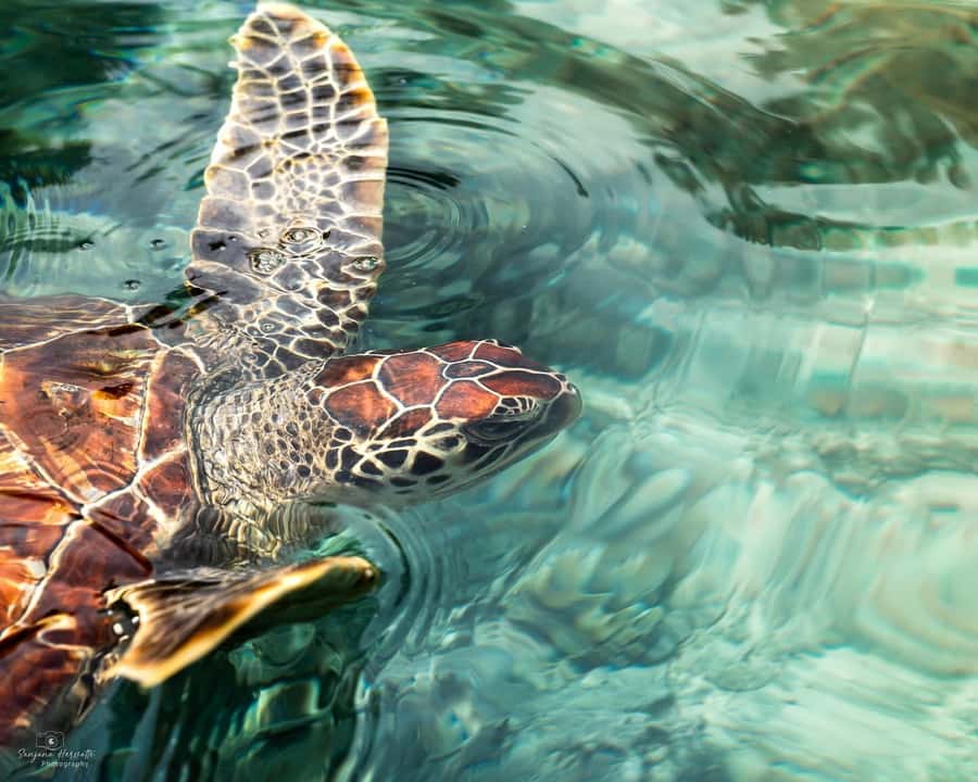 Zanzibar: Sea Turtle Swim at Salam Cave in Kizimkazi Village - Pickup, drive time, and how to plan