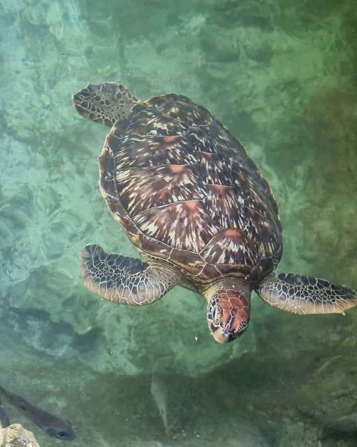 Zanzibar: Sea Turtle Swim at Salam Cave in Kizimkazi Village - Swimming with sea turtles: feeding rules and the real vibe underwater
