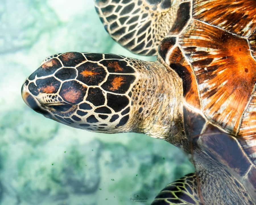 Zanzibar: Sea Turtle Swim at Salam Cave in Kizimkazi Village - Price vs what you get: is $50 good value?