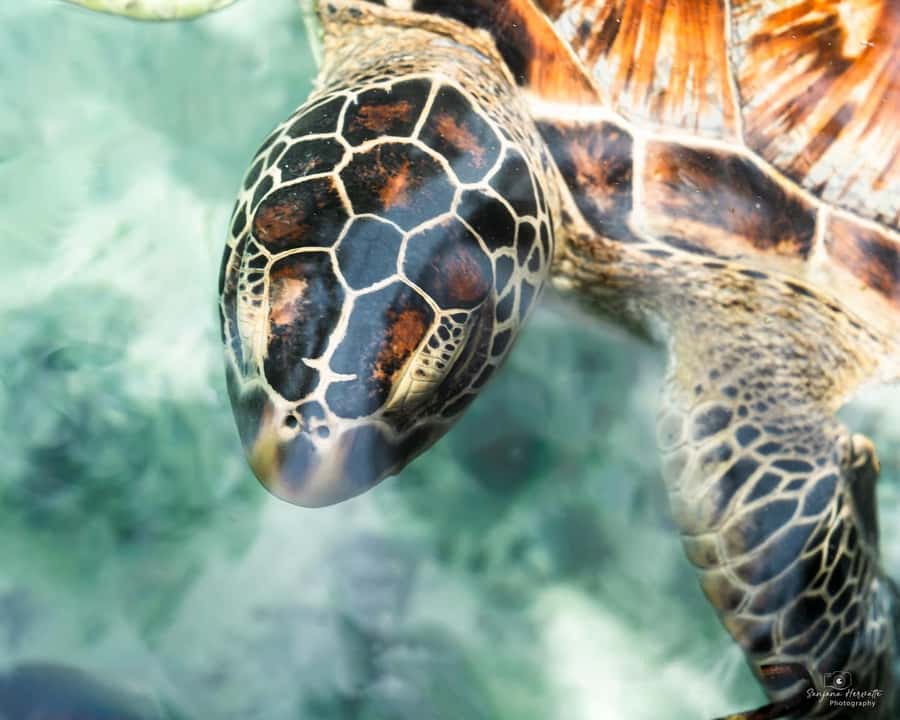 Zanzibar: Sea Turtle Swim at Salam Cave in Kizimkazi Village - Things to watch out for: stairs and turtle nibbles