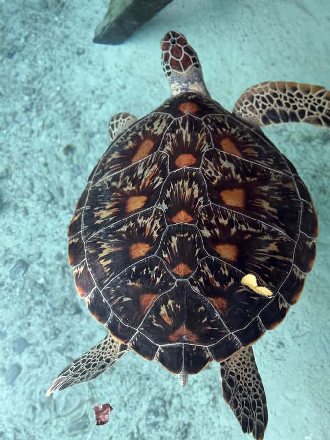 Zanzibar: Sea Turtle Swim at Salam Cave in Kizimkazi Village - Who should book this Zanzibar turtle swim (and who might not)
