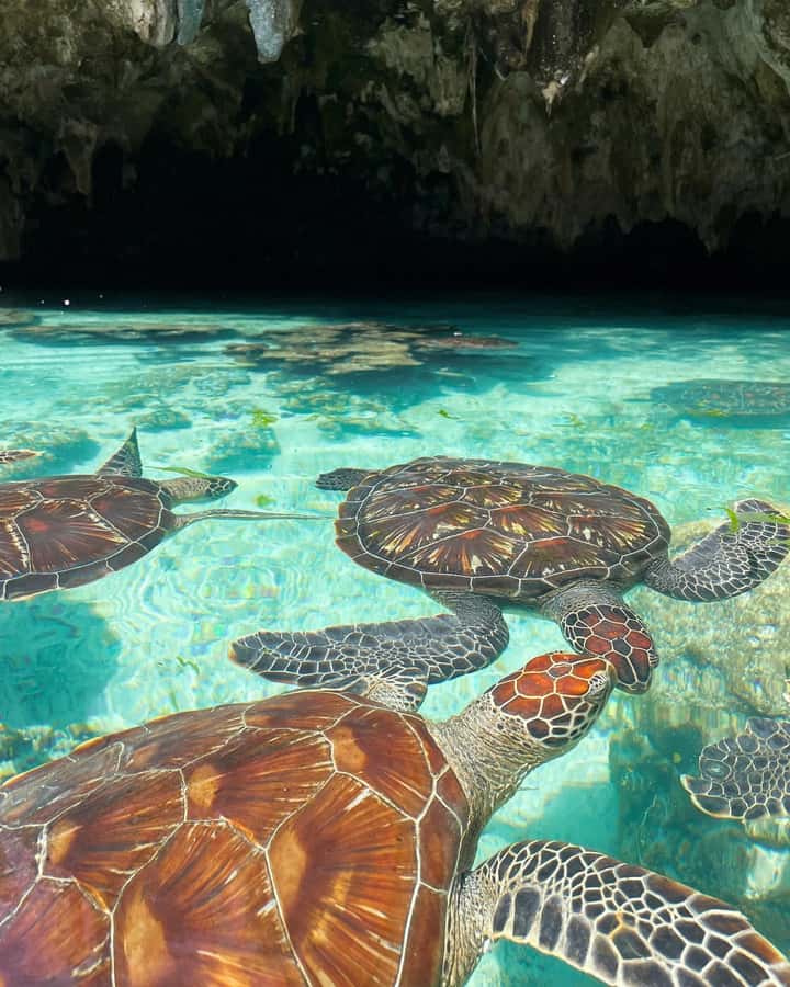 Zanzibar: Sea Turtle Swim at Salam Cave in Kizimkazi Village - Should you book this tour?