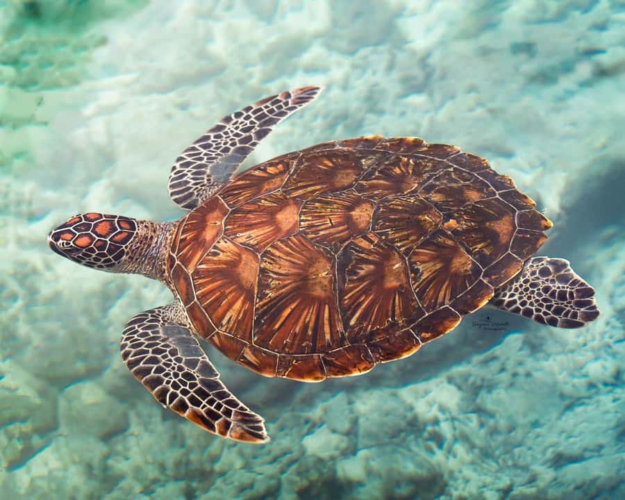 Zanzibar: Sea Turtle Swim at Salam Cave in Kizimkazi Village - Salaam Cave Aquarium: what the cave visit part is really like